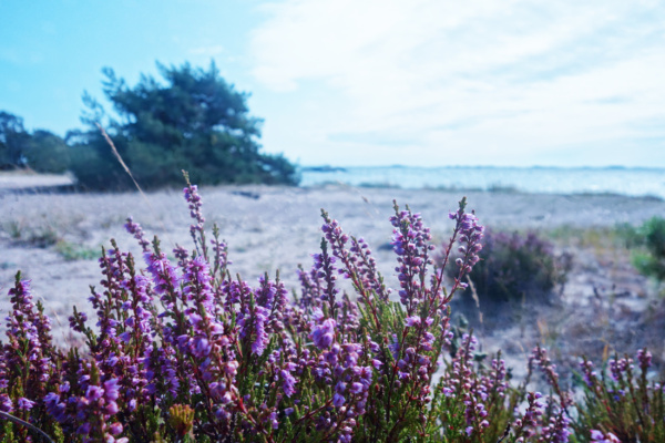 Sandhamn Schärengarten von Stockholm - Reiseblog Bravegirls