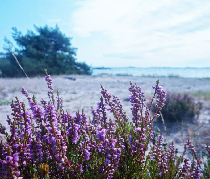 Sandhamn Schärengarten von Stockholm - Reiseblog Bravegirls