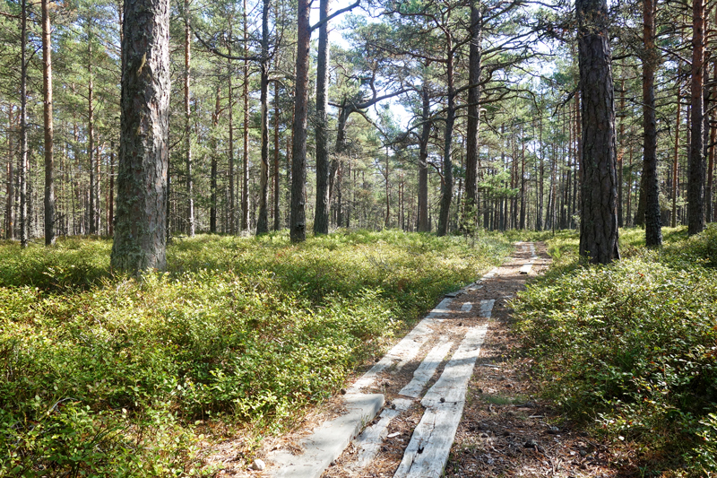 Schweden - Sandhamn Schärengarten und Wälder in Stockholm - Reiseblog Bravegirls