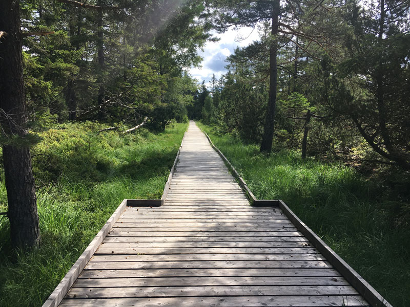 Wandern im Hochmoor im Nordschwarzwald - Reiseblog Bravegirls