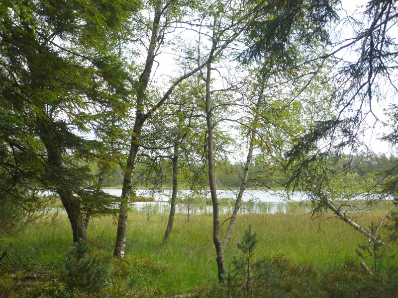 Wanderausflug durch das Hochmoor im Nordschwarzwald - Reiseblog Bravegirls