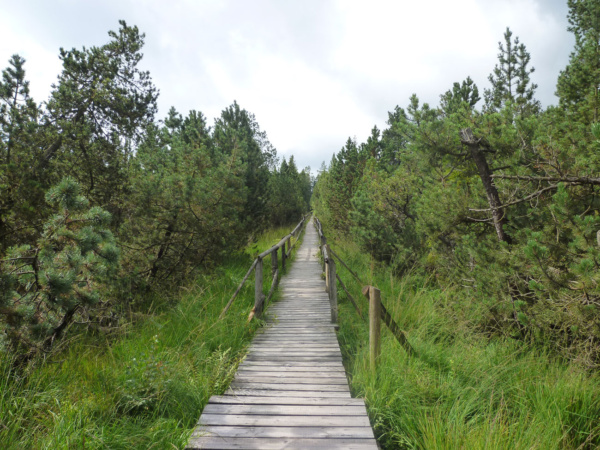 Wandern im Hochmoor vom Schwarzwald - Reiseblog Bravegirls