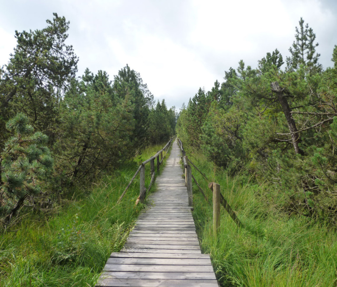 Wandern im Hochmoor vom Schwarzwald - Reiseblog Bravegirls