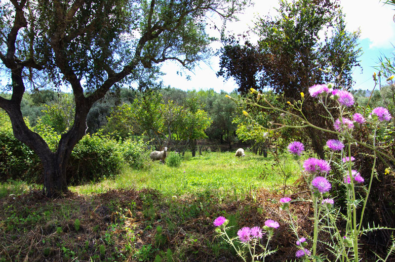 Zakynthos Griechenland Reisetipps - Reiseblog Bravegirls