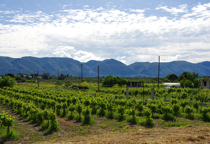 Meso Gerakari auf Zakynthos Weinregion - Reiseblog Bravegirls